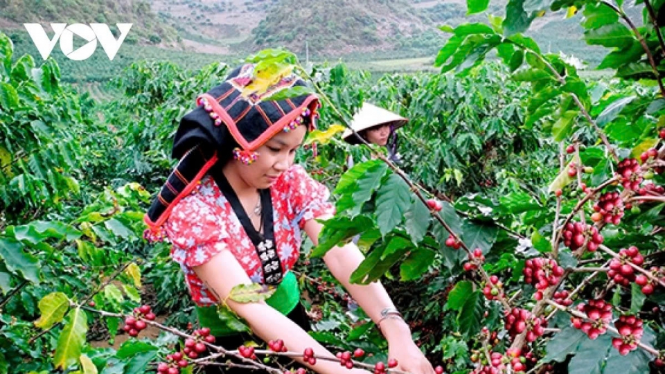Coffee exports hit record US$8.4 billion in 2024–2025 crop year